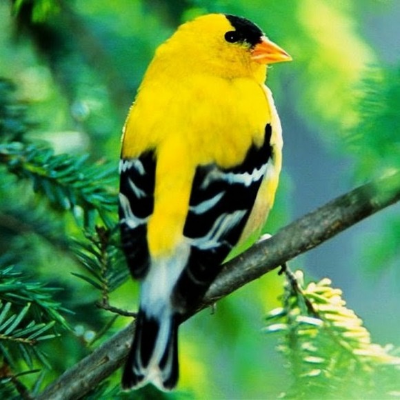 goldfinch5853